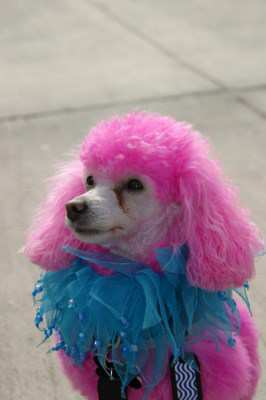 brightly painted Poodle