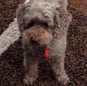 toy poodle 8 years old