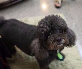 Toy Poodle black with brown markings