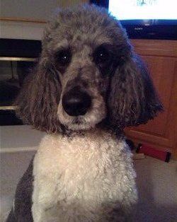 gray and white parti poodle