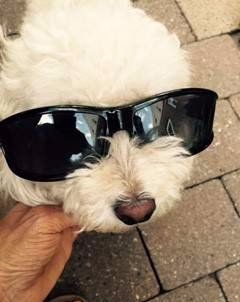 Poodle with sun glasses