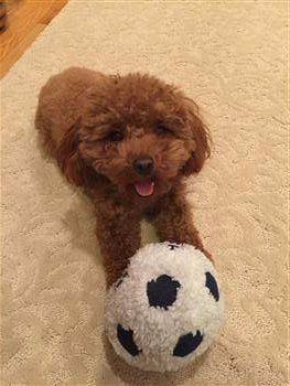 Toy Poodle playing with stuffed soccer ball