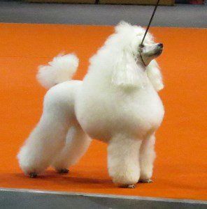 docked tail on Poodle