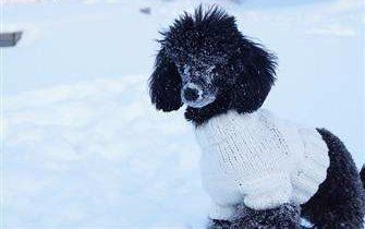 poodle-in-white-sweater-