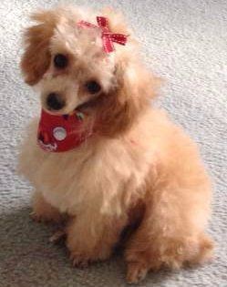 Teaching a Pair of Red Toy Poodles Basic Commands to Boost their  Confidence: Dog Gone Problems