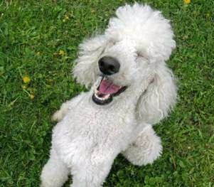 funny Miniature Poodle laughing