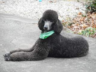 grey black standard Poodle