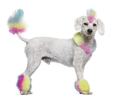 Painted poodles cheap