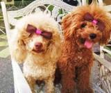 light apricot Poodle with red Poodle