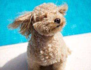 does a toy poodle bark?