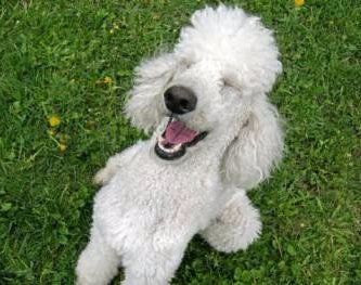 Poodle making funny face