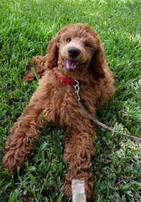 Poodle outside on grass