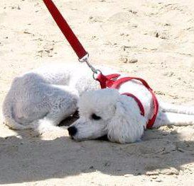 white Poodle on beach