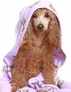 Poodle with towel on him