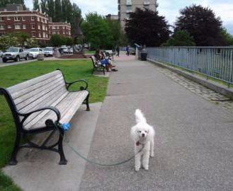 Poodle at park tied to bench