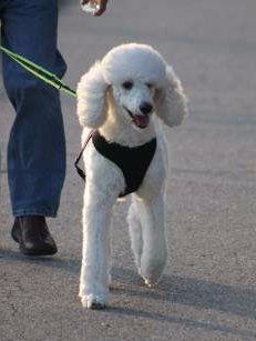 Poodle being walked on harness