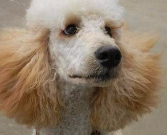 close up photo of standard Poodle