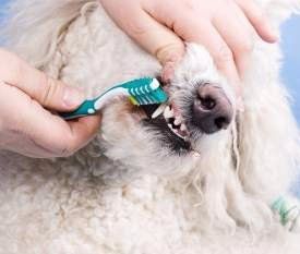 Poodle having teeth cleaned