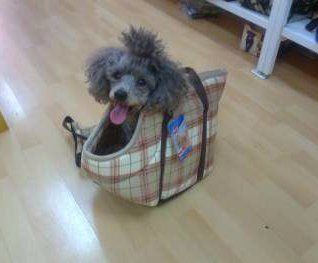 Poodle in owner's bag