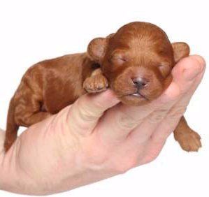 Poodle newborn puppy