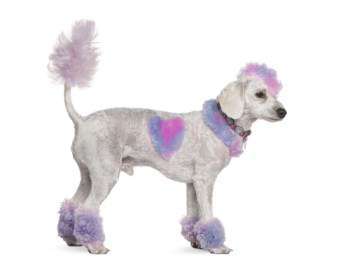 purple and pink painted Poodle