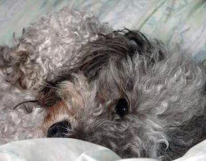 how to care for a miniature poodle