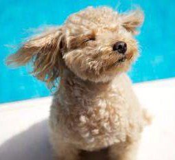 Poodle puppy with wind on face