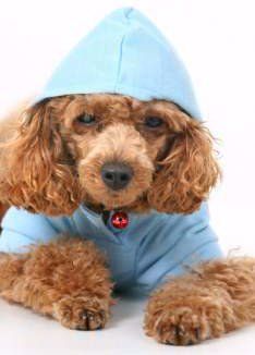Poodle puppy with blue shirt on