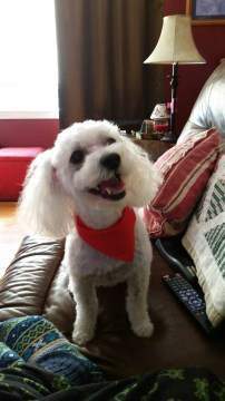 Poodle with big smile
