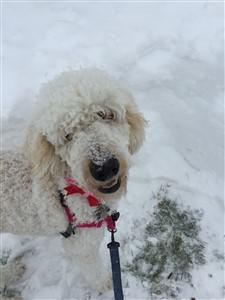 funny Poodle