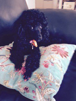 Poodle with painted nails