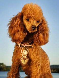 red miniature Poodle