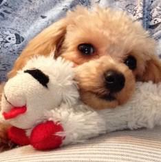 small toy Poodle puppy