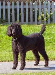 Standard sized Poodle 6 years old