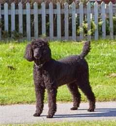 Standard sized Poodle 6 years old