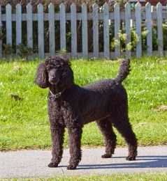 Medium size hot sale poodle