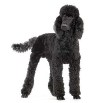 at what age is a standard poodle full grown