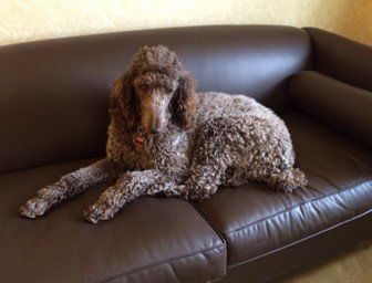 Standard Poodle resting on couch