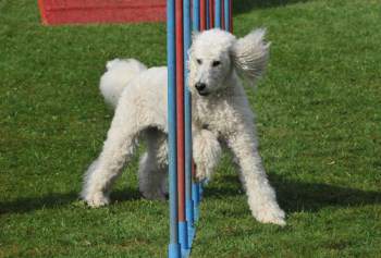 Standard Poodle running obstacles