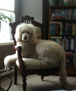 standard Poodle sitting in chair