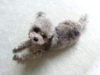 gray mini poodle