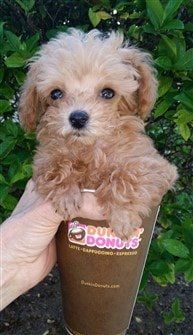 Toy Poodle in a cup