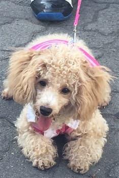 toy Poodle on leash