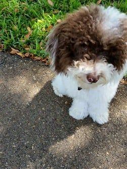 toy-poodle-white-and-brown 
