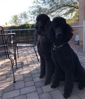 Two black standard sized Poodles