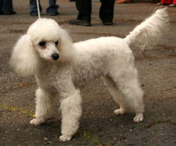 Poodle with undocked natural tail