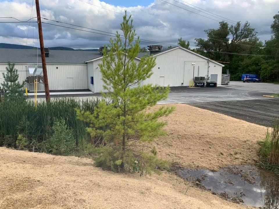 A small tree is growing in front of a large white building.