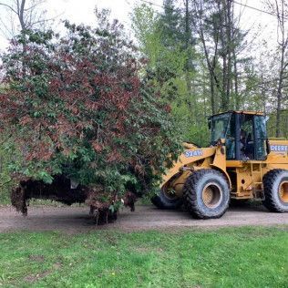 A large tree is being lifted by a bulldozer on a dirt road.