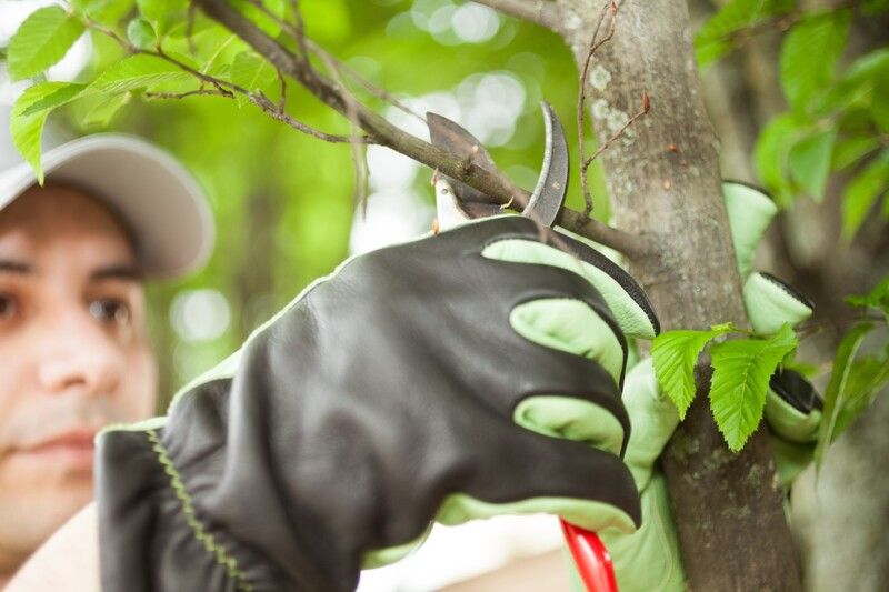Person pruning a tree branch with gardening shears; gloves and hat are visible.