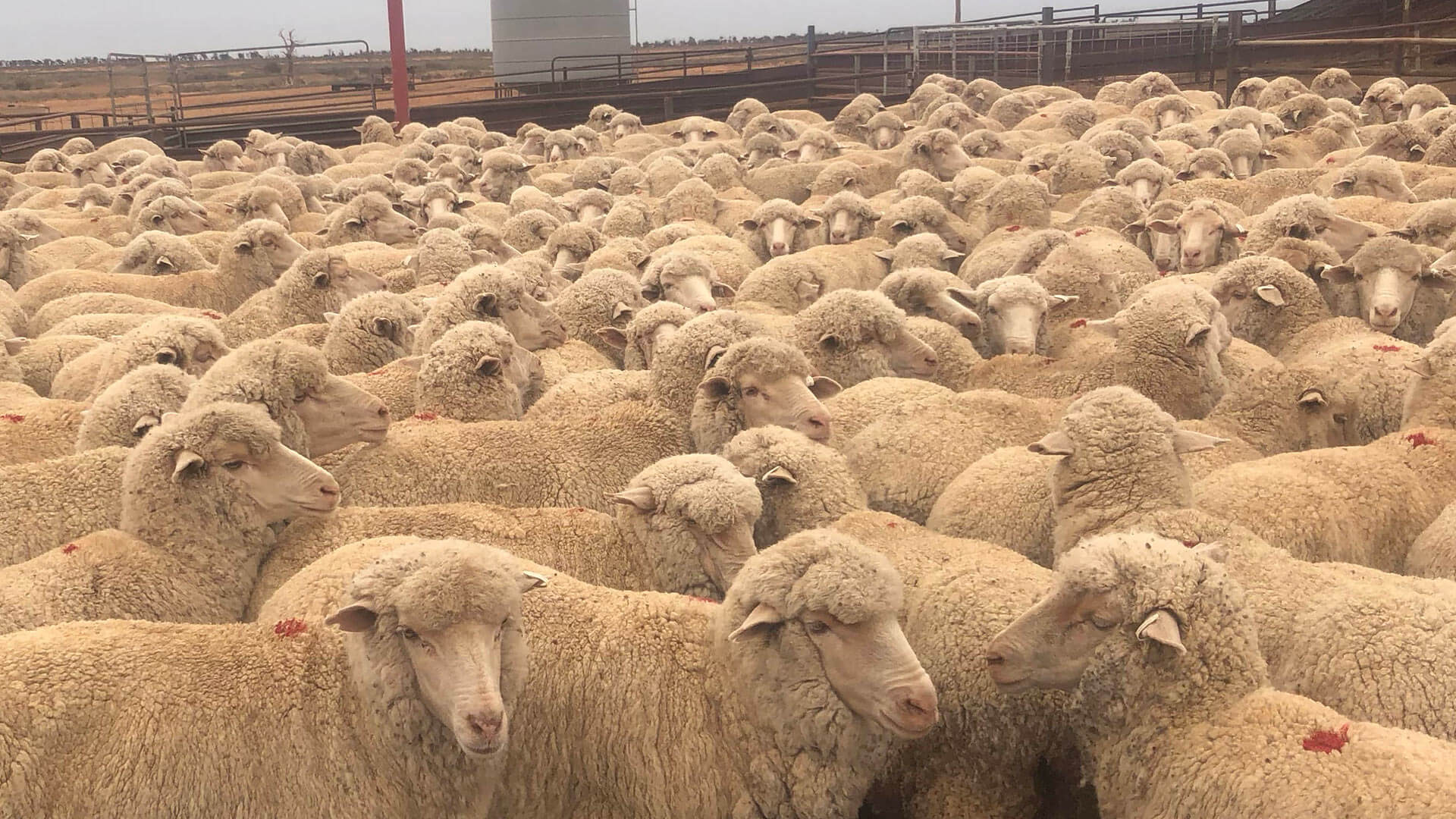 Sheep Scan Australia - Awaiting Pregnancy Scan